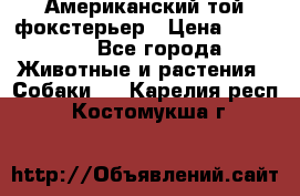 Американский той фокстерьер › Цена ­ 25 000 - Все города Животные и растения » Собаки   . Карелия респ.,Костомукша г.